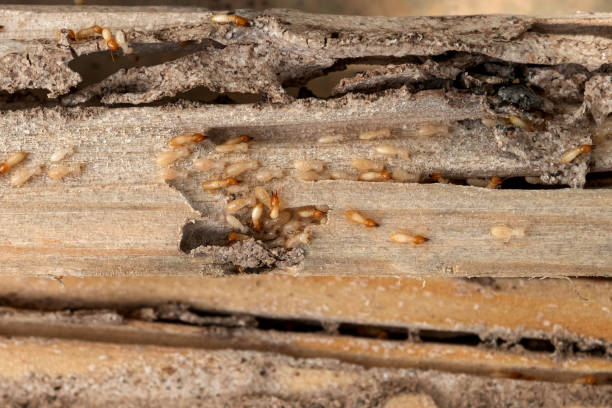 Best Residential Pest Control  in Spring Valley, NY