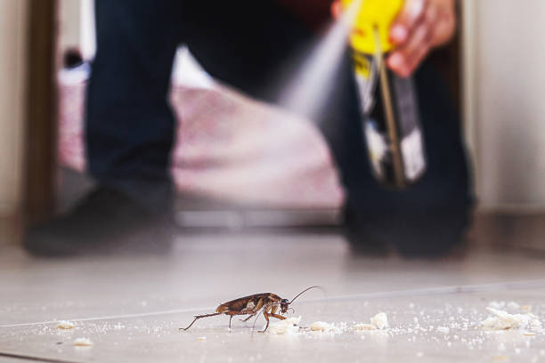 Best Ant Control Services  in Spring Valley, NY