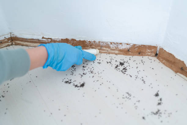 Best Pest Inspection Near Me  in Spring Valley, NY
